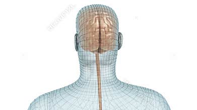 Human brain and body wire model