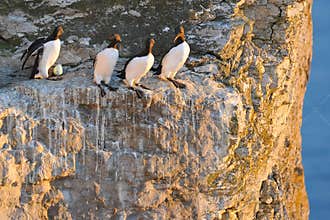 Common Guillemot