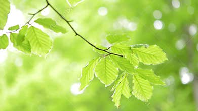 Green light leaves natural background.