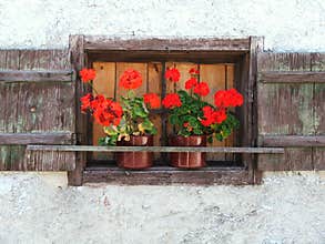 Red Flowers in brown window
