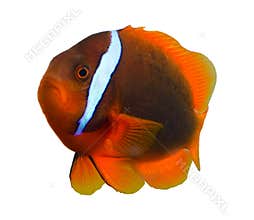Tropical Clown Fish