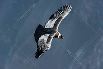 Andean condor flying in the Colca Canyon Arequipa Peru
