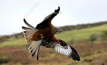 Red Kite Hunting