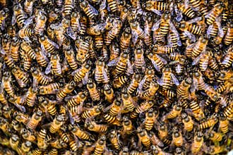Bees