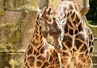 Pair of giraffes in melbourne