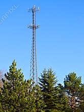 Towering Above the Trees