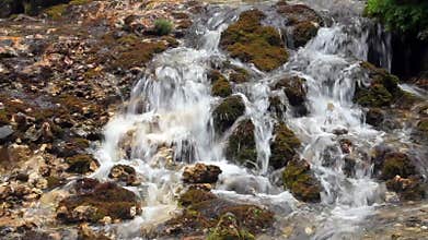 Forest stream waterfall surrounded by vegetation