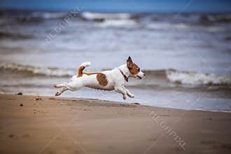 Dog playing in water