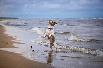 Dog playing in water