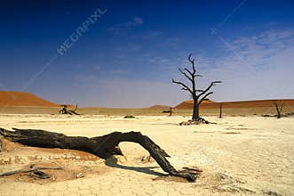 Deadvlei (Namib desert)