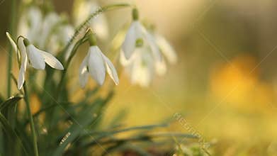 Snow drop flowers in warm morning sun light
