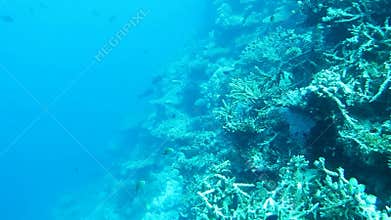 Coral reefs in Maldives