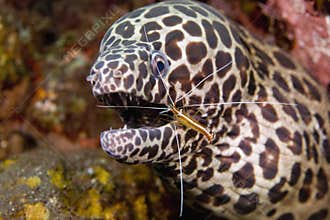 Cleaner Shrimp with Moray Eel