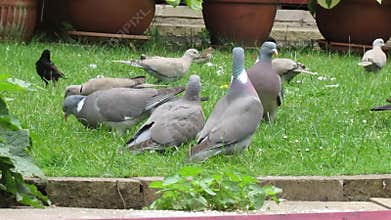 Birds feeding on house lawn.
