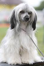 Chinese crested dog