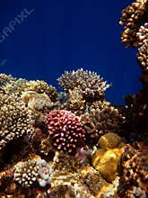Colorful corals in the Red Sea