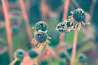 Frozen Wilted Black Eyed Susan - Vintage, Faded
