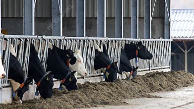 Eating black-white cows in dutch stable