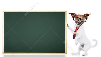 Dog school teacher