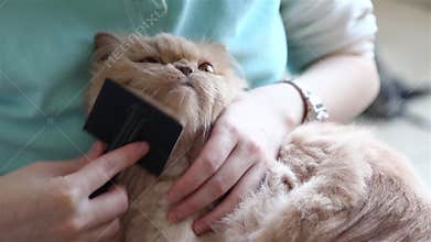 Woman holding persian cat in her arm and combing her fur