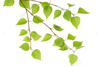 Branch of a birch