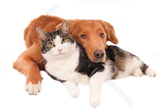 Cat and dog in an intimate pose, isolated on white