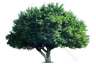 Isolated Tree on Transparent Background – Clipping Path PNG Included