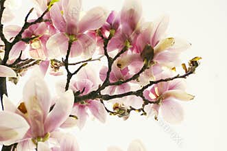 Magnolia tree