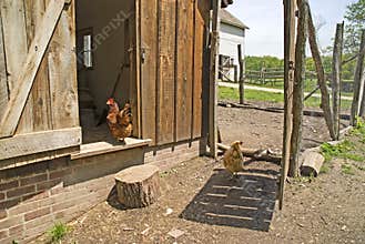 Bailey farm chicken coop