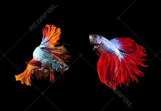 Two of beautiful color betta fighting fish preparing to fight on