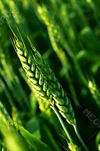 Close up of wheat stem