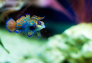 Tropical fish