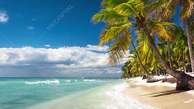 Palm trees on a lonely exotic beach
