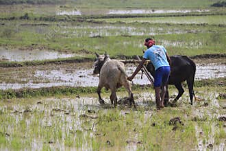 Ploughing the field with the help of a plough-share.