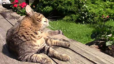 Cat scratching