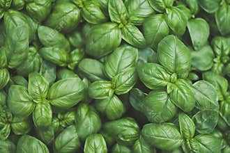 Basil