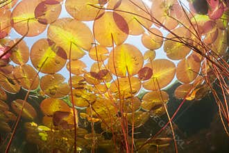Lily Pads in Lake