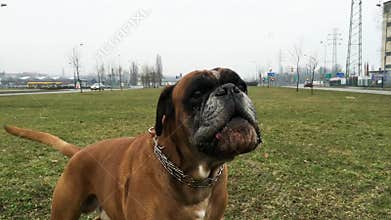Boxer dog barking