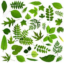 All sorts of green leaves