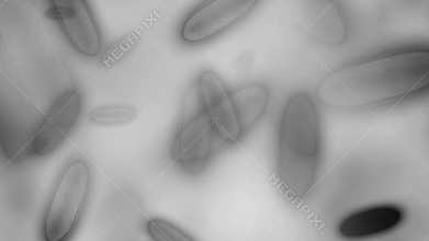 Bacteria