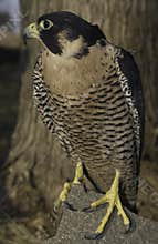 Peregrine Falcon (female)