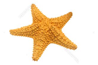 Caribbean starfish