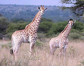 Baby giraffes