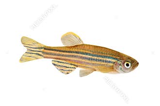 Zebrafish Zebra Barb Danio rerio freshwater aquarium fish