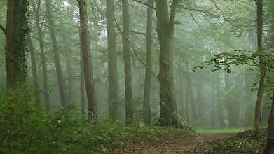 Fog in forest