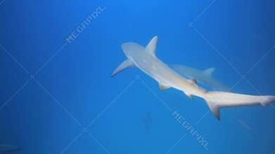 Black tip reef sharks swimming underwater
