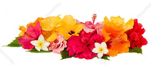 Border of colorful hibiscus flowers