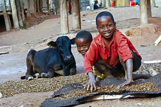 Working poor african children and cow