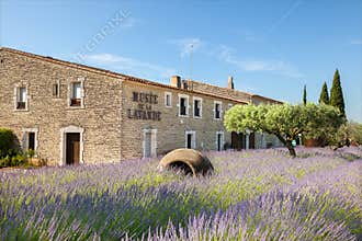 The Museum of lavender in Provence