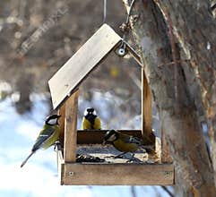 Birds feeding in winter